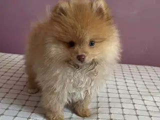 Pomeranian 3 mdr