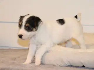 Parson Jack Russell terrier 