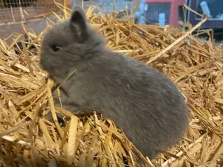 De sidste 2025 unger