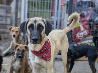 Smukke Bessie søger familie 