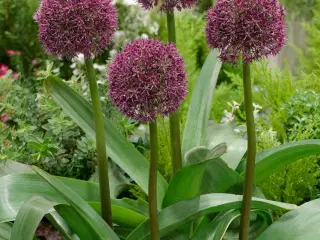 Allium Ostara. Rødlilla prydløg / Allium løg