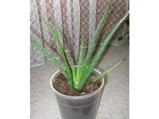 Aloe Vera planter