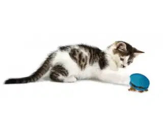 Aktivitets legetøj til katte