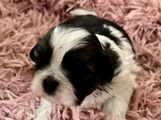 Allergivenlige hundehvalpe