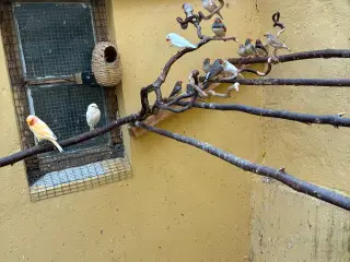 Zebrafinker 