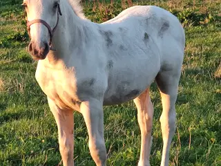 Palomino hingsteføl 