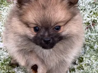 Pomeranian hvalp, 9 uger, en dreng