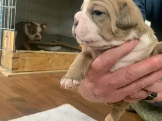 New English Bulldog hvalpe 
