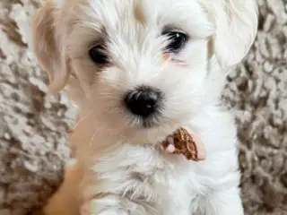 Havaapso Hvalpe - Klar 2. Juli