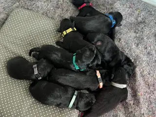 Sorte labradorhvalpe med stamtavle og jagtlinjer
