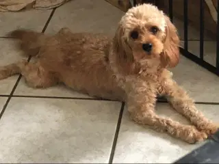 Cavapoo f2 kennel malekits