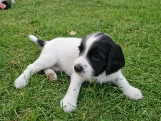 Springer spaniel 2 hanner til salg