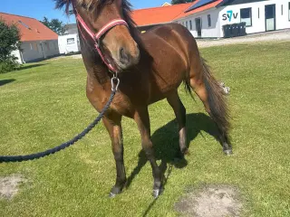 1 års hoppe efter kårede forældre 