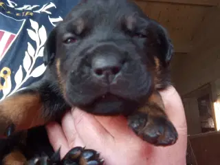 Rottweiler x Cane Corso mix 