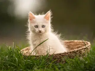 Maincoon/Angora