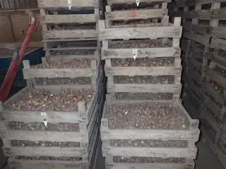 - - - Løgkasser m/trådbund