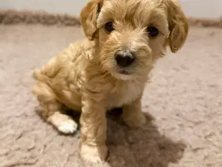 🤎 Skønneste Havapoo F1b hvalpe søger nye kærlige