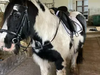 Irish Cob