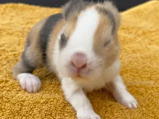 HOLLÆNDER HUN JAPANER SORT/GUL