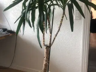 Yucca Palme 