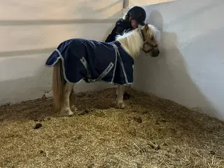 Shetlandspony, hingst, 1 år