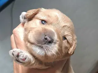 Cavaton - Cavalier/Coton hvalpe 