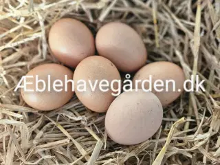 Wyandot Sølv-Sort Randet Rugeæg