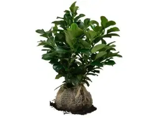 100 stk. Cherry laurel Prunus laurocerasus 'Etna' 40-60 cm.