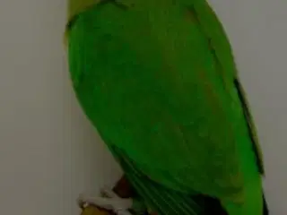 Sodbrunhovdet dværgpaper