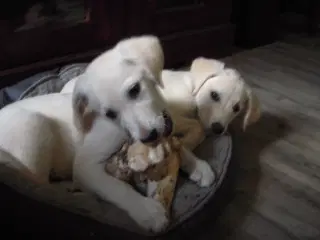 Labrador retriever hun hvalp