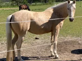Pony hoppe 