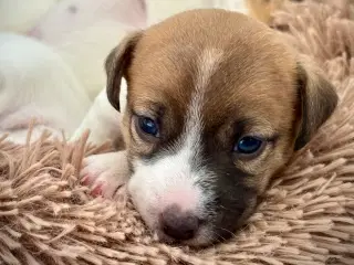 Korthårede Jack Russel hvalpe “DKK”