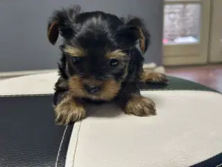 💙💙💙💙❤️Yorkshire terrier hvalpe