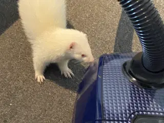 Fritte-Ilder albino hun 
