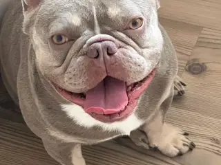Fransk bulldog dreng i New Shade Isabella Tan 