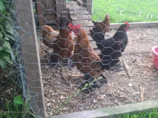 Mille Fleur haner