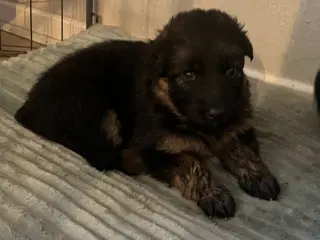 Ægte Langhåret Schæferhundehvalpe sælges 