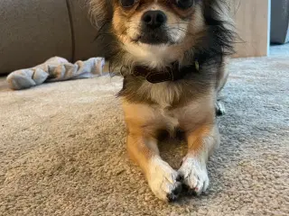 Chihauhau han tilbyder parring