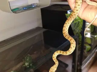 Diademsnog, Gives væk