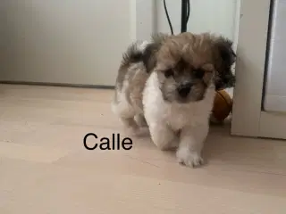 Calle - Lhasa apso