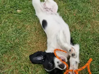 Springer Spaniel 