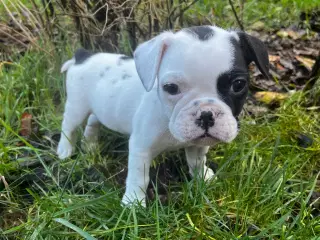 Fransk bulldog hvalpe