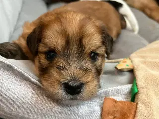 Allergivenlige hundehvalpe 🐶