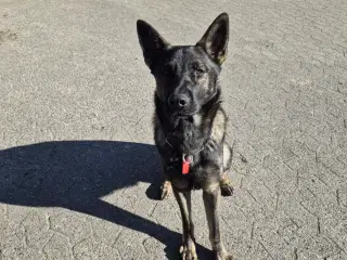 Parring med schæfer med fantastisk sind