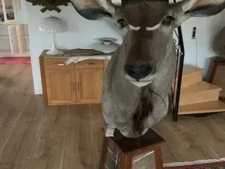 Pedestal til trofæer