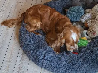 Cocker han Aske
