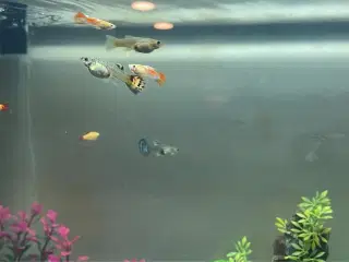 Guppy fisk unger