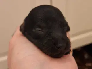 Lækre dværg gravhunde 