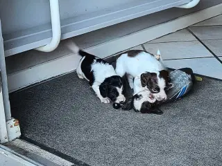 FT Springer spaniel