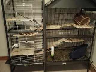 Chinchilla drenge 